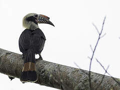 Luzon Hornbill