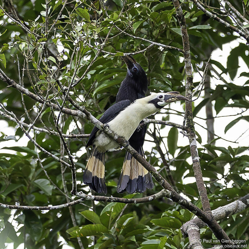 Mindanao Hornbilladult