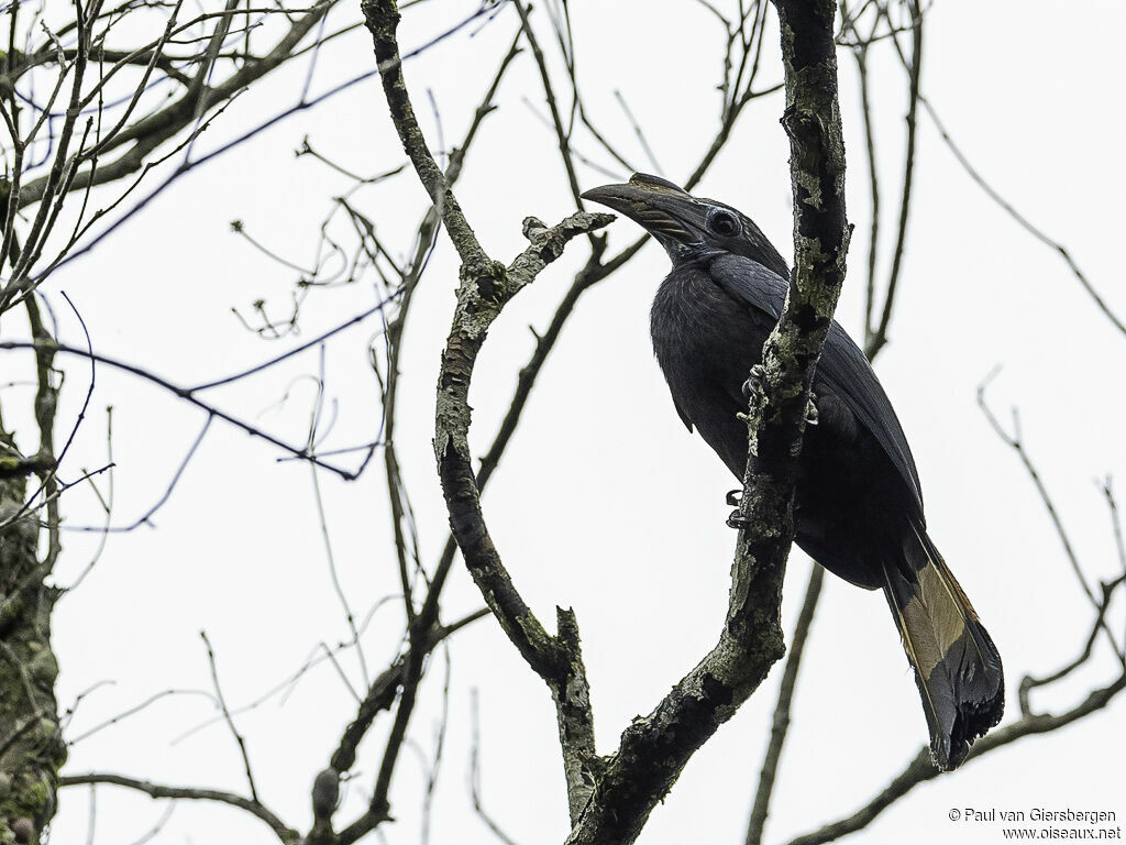 Mindanao Hornbill female adult