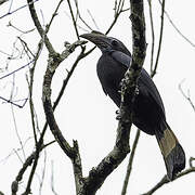 Mindanao Hornbill