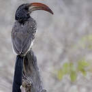 Calao de Monteiro