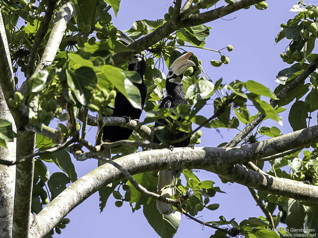 Palawan Hornbilladult