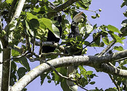 Palawan Hornbill