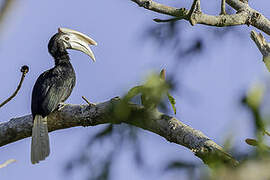 Palawan Hornbill