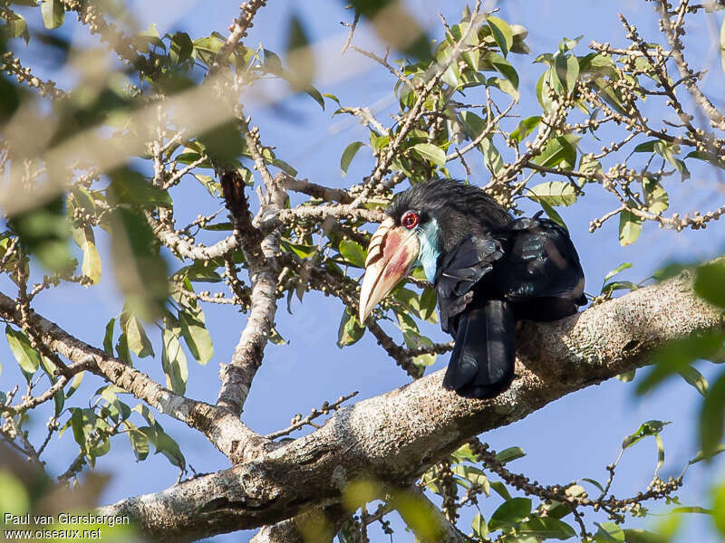 Sumba Hornbill female adult