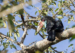 Sumba Hornbill