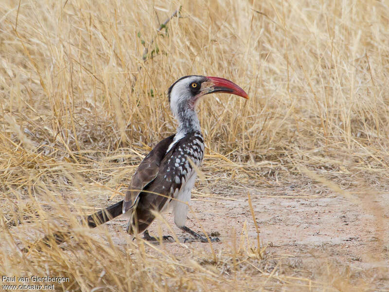 Tanzanian Red-billed Hornbilladult