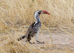 Tanzanian Red-billed Hornbill