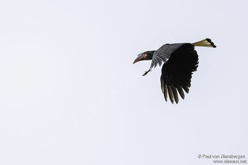 Writhed Hornbill female adult