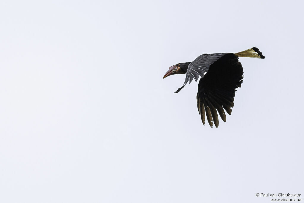 Writhed Hornbill female adult