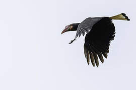 Writhed Hornbill