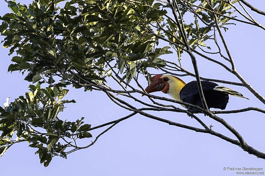 Writhed Hornbill male adult