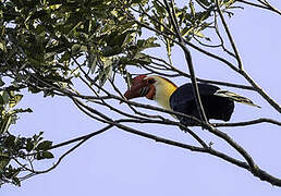 Writhed Hornbill