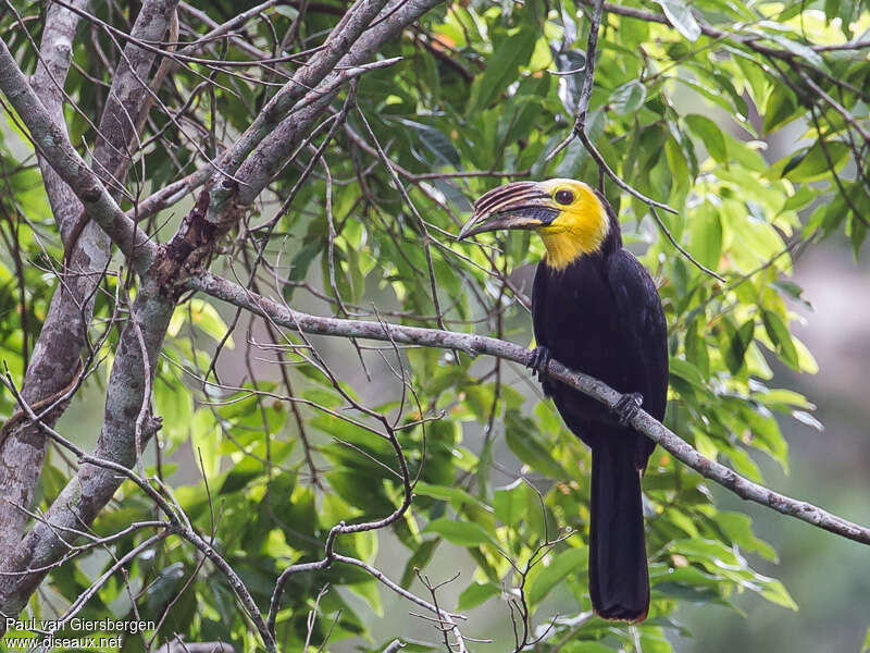 Sulawesi Hornbilladult, identification