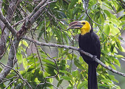 Sulawesi Hornbill