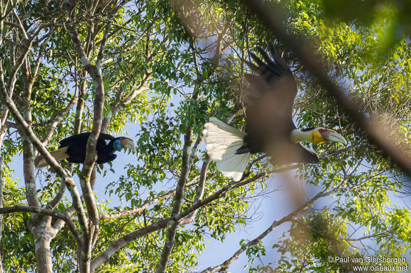 Wreathed Hornbill