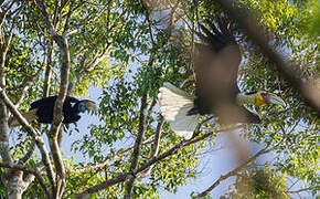 Wreathed Hornbill