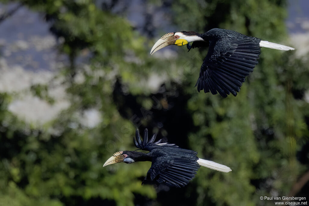 Wreathed Hornbilladult