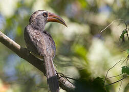 Malabar Grey Hornbill