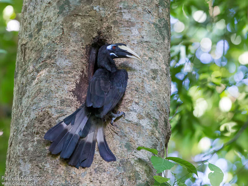 Bushy-crested Hornbill male adult, Reproduction-nesting