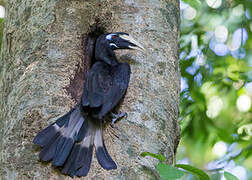 Bushy-crested Hornbill