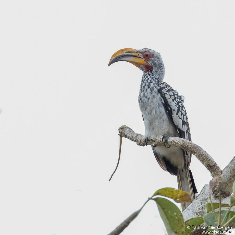 Southern Yellow-billed Hornbill