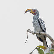 Southern Yellow-billed Hornbill