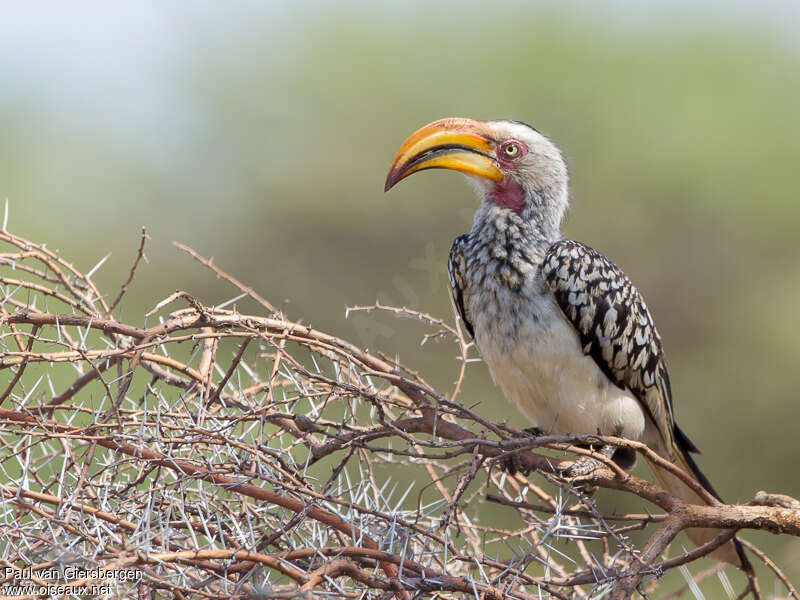 Southern Yellow-billed Hornbill male adult breeding, identification, pigmentation