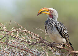 Southern Yellow-billed Hornbill