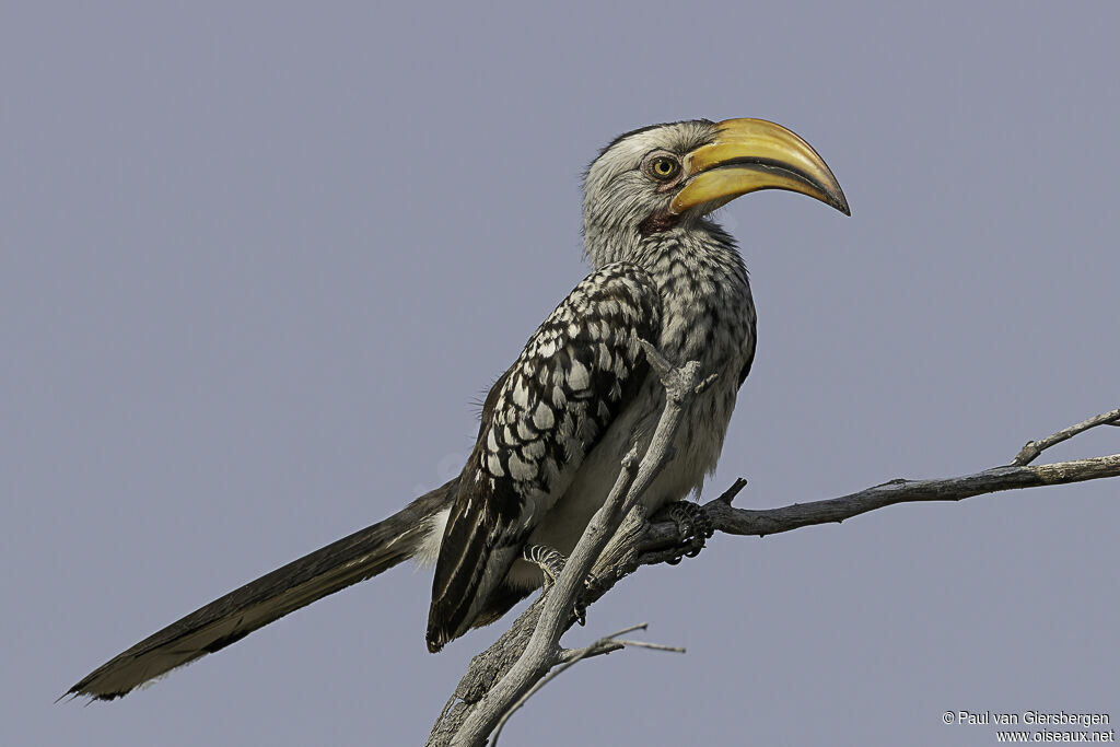 Southern Yellow-billed Hornbilladult