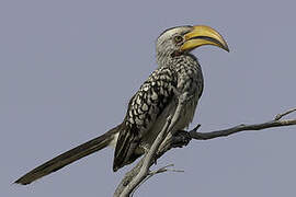 Southern Yellow-billed Hornbill