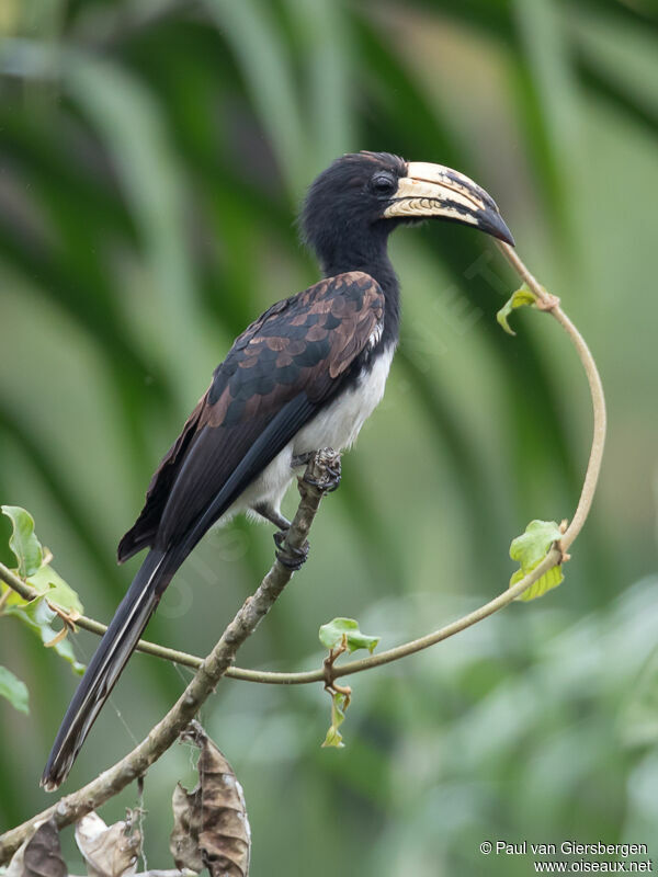 Congo Pied Hornbilladult