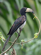 Congo Pied Hornbill