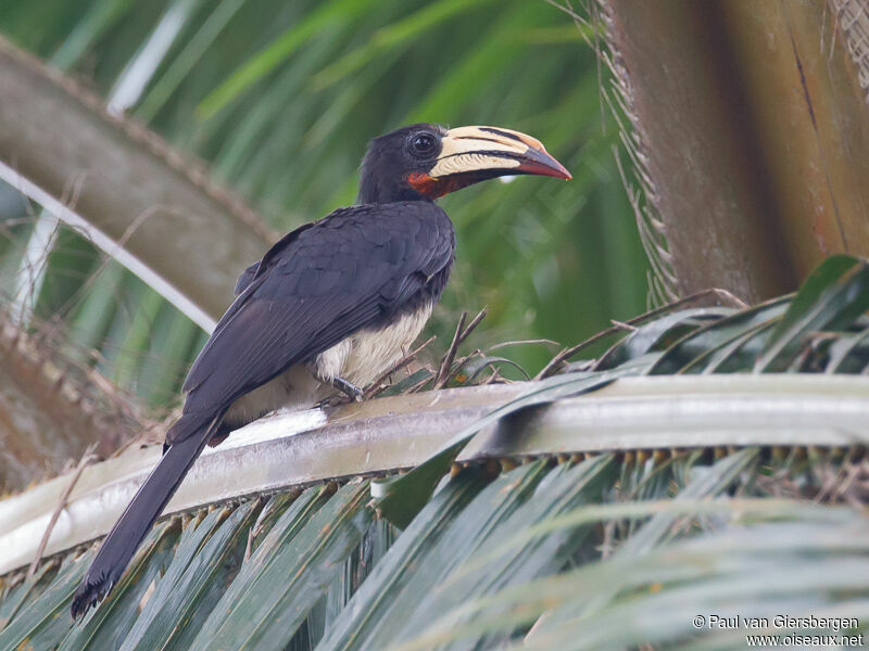 African Pied Hornbill