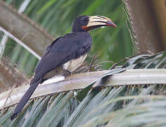 Congo Pied Hornbill