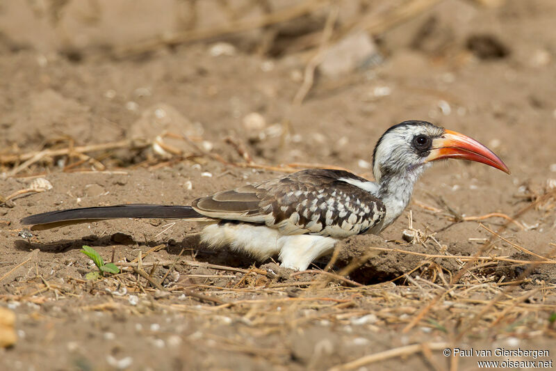 Western Red-billed Hornbilladult