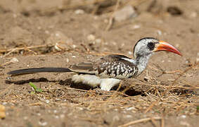 Western Red-billed Hornbill