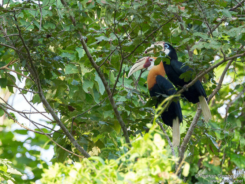 Blyth's Hornbill