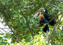 Blyth's Hornbill