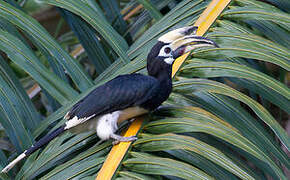 Oriental Pied Hornbill