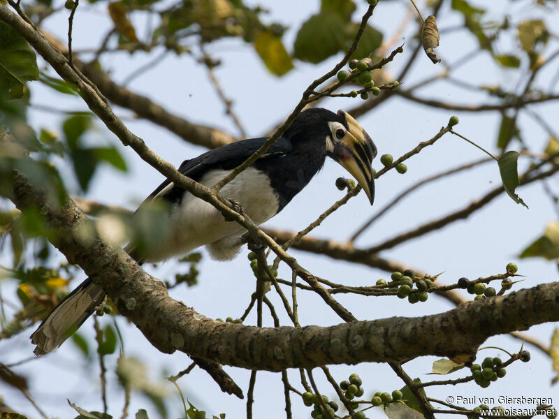 Oriental Pied Hornbill