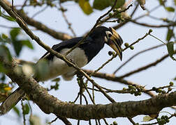 Oriental Pied Hornbill