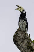 Oriental Pied Hornbill