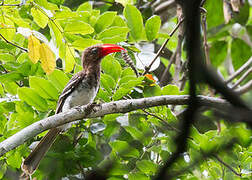 Red-billed Dwarf Hornbill