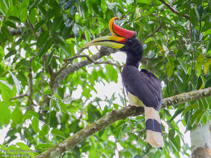 Rhinoceros Hornbill male adult, identification