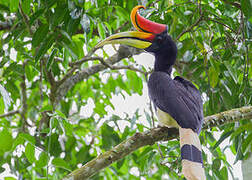 Rhinoceros Hornbill