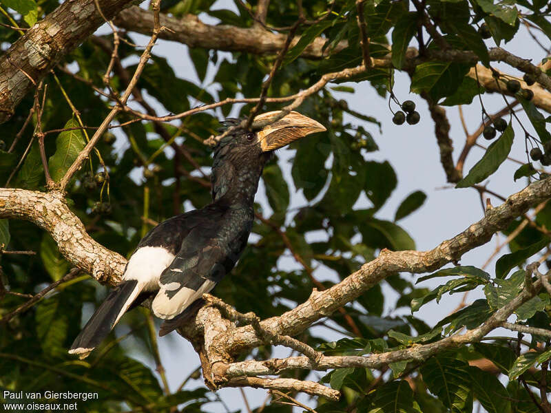 Calao siffleuradulte, identification