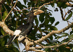 Piping Hornbill