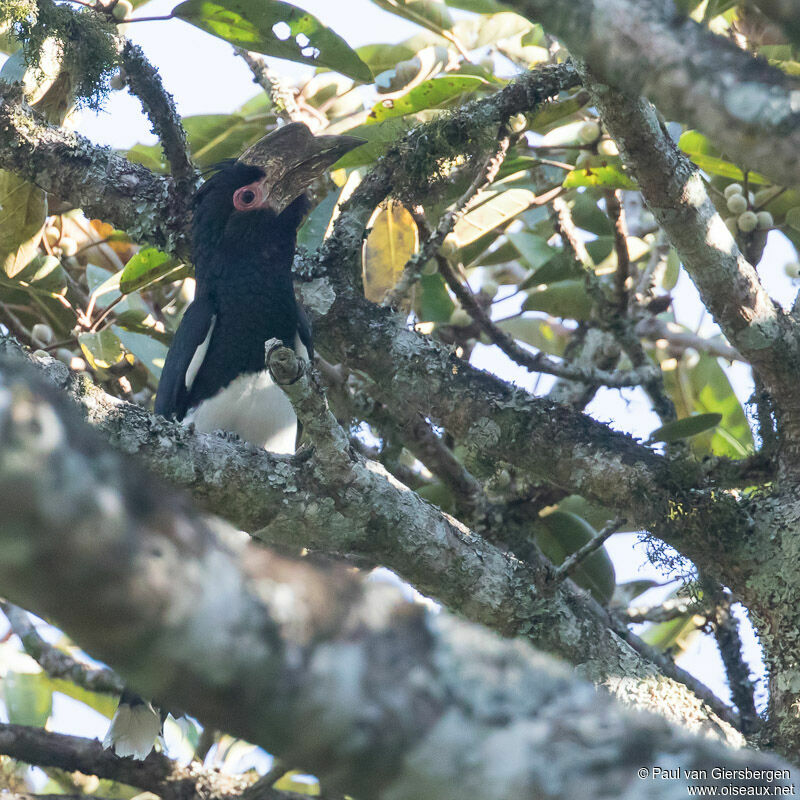 Trumpeter Hornbill