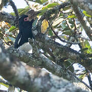 Trumpeter Hornbill